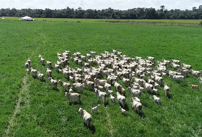 INOVAÇÃO TECNOLÓGICA -DIA DE CAMPO MOSTRA BENEFÍCIOS DA ILP